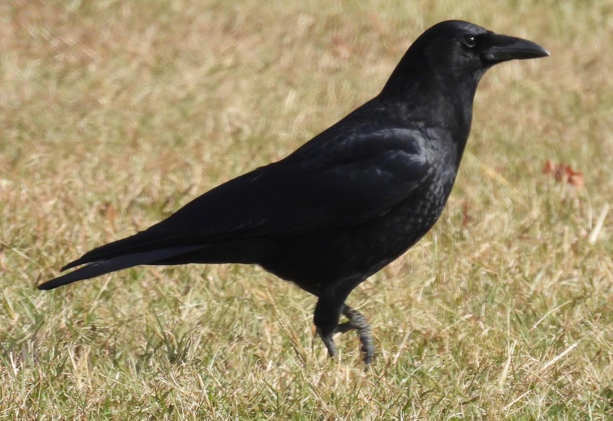 American Crow - ML610867329