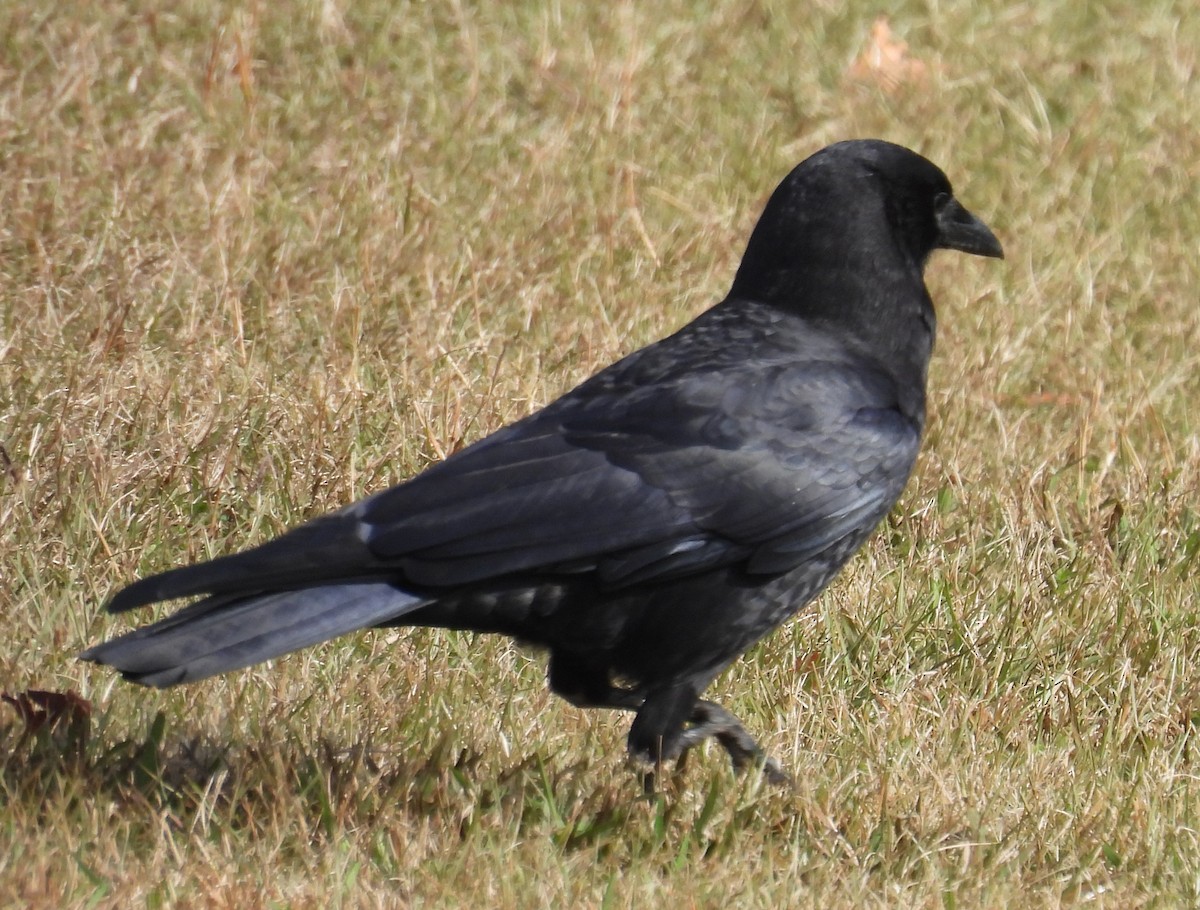 American Crow - ML610867330
