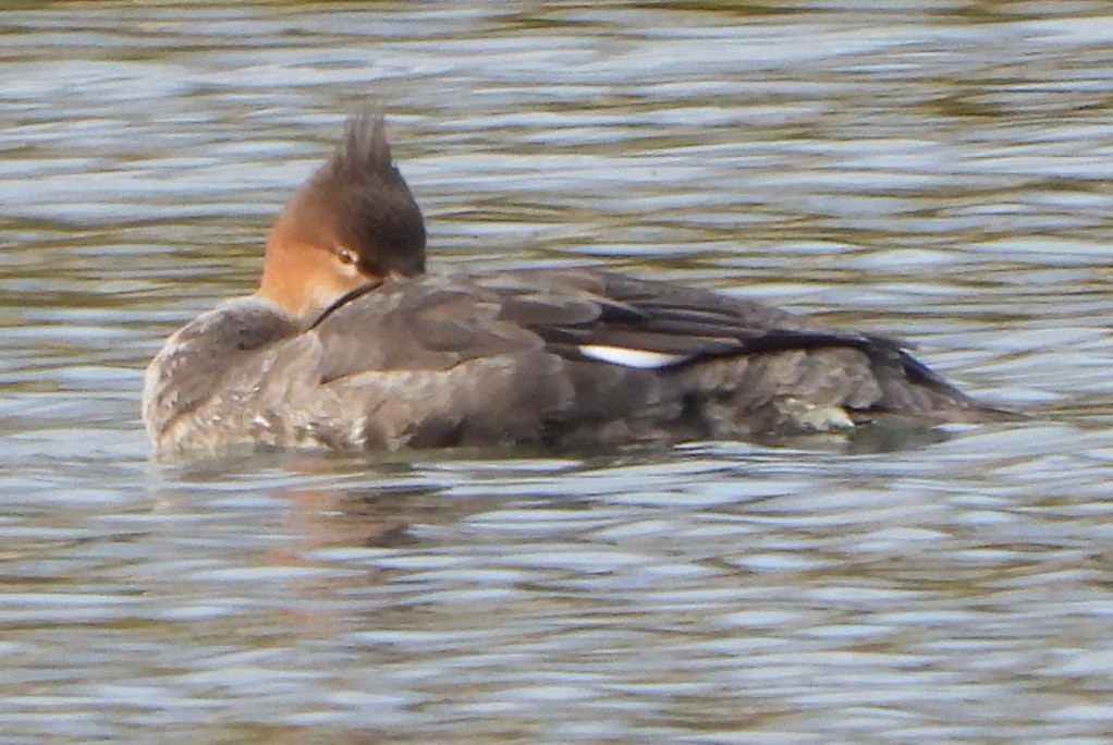 Red-breasted Merganser - ML610867339