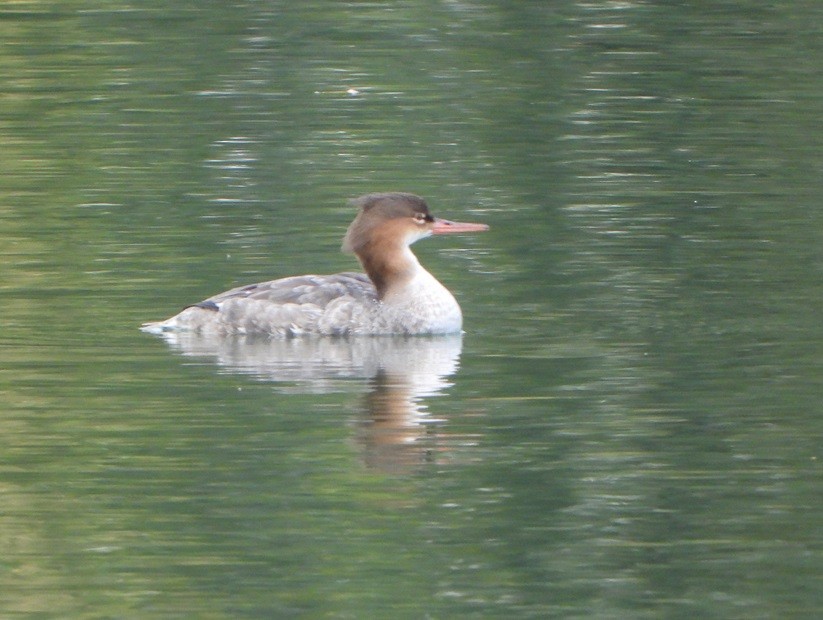 Red-breasted Merganser - ML610867340