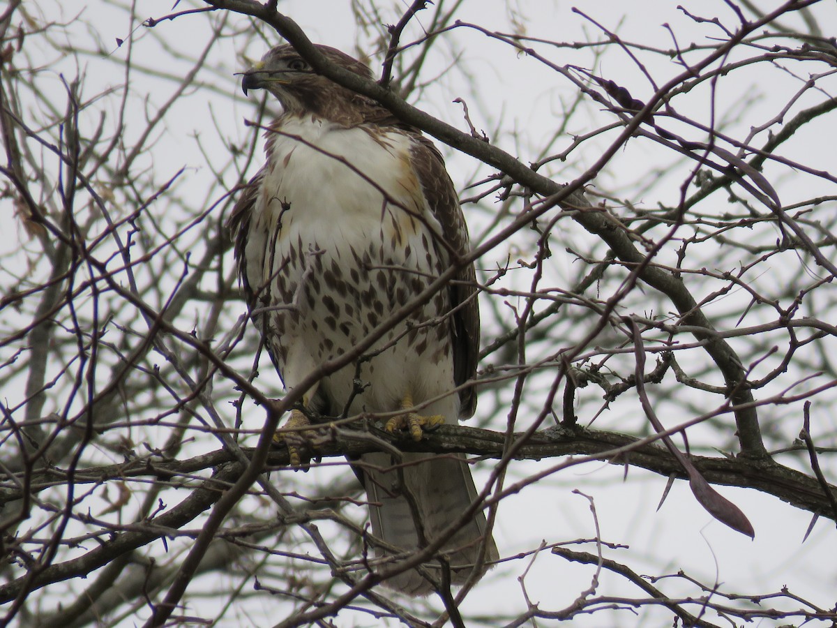 Red-tailed Hawk - ML610867346