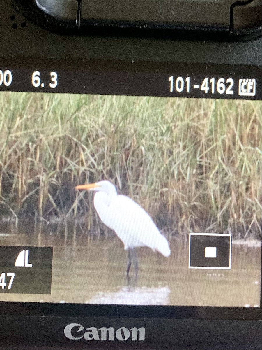 Great Egret - ML610867367