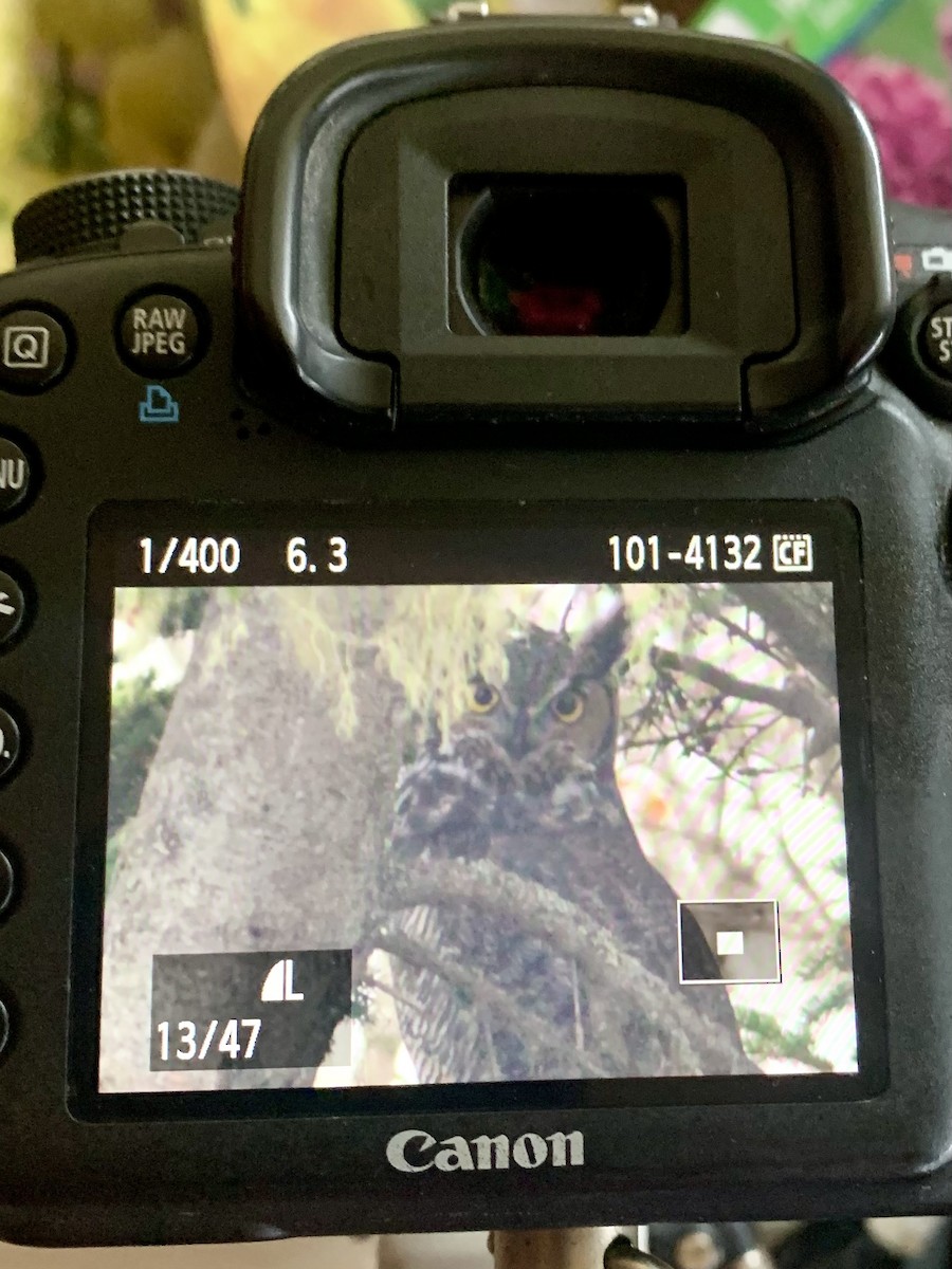 Great Horned Owl - ML610867376