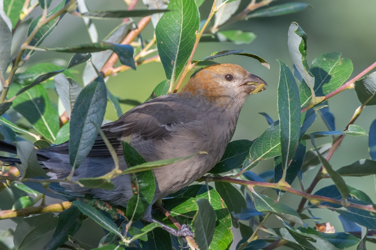 Pine Grosbeak - ML610867431