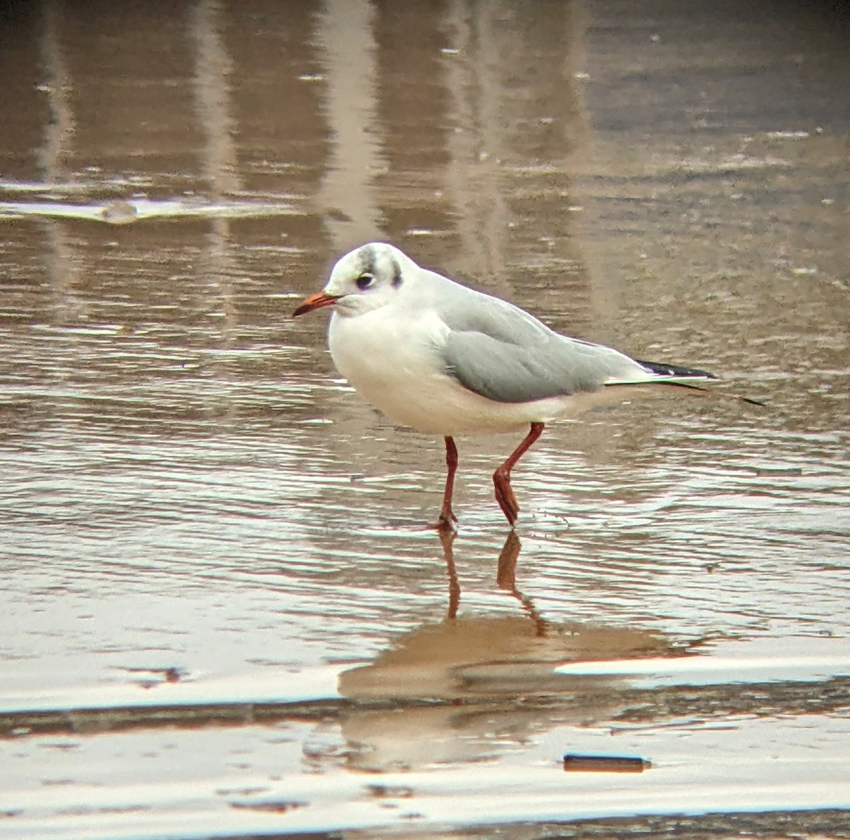 Gaviota Reidora - ML610867436