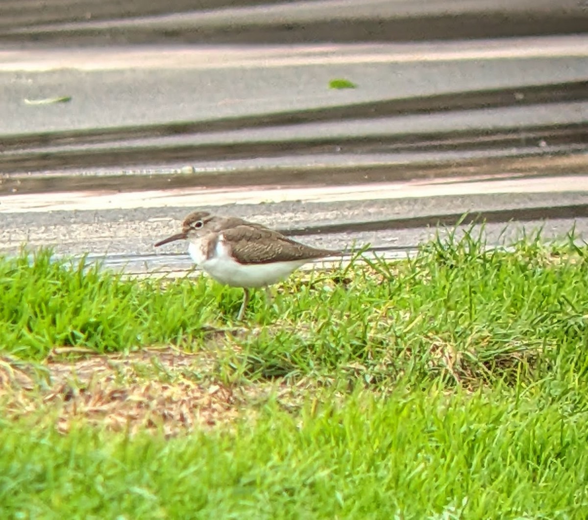 Common Sandpiper - ML610867448