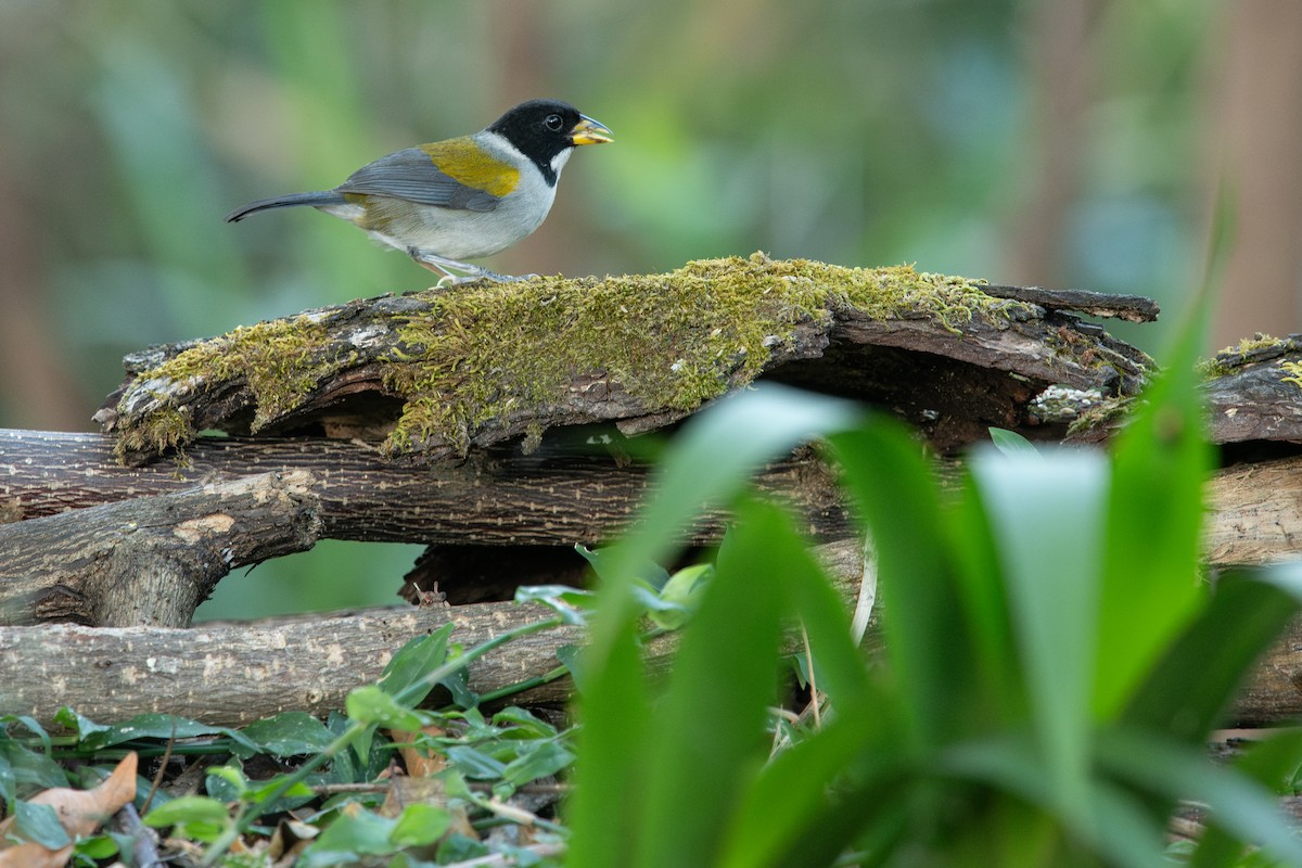 Golden-winged Sparrow - Frédéric Bacuez