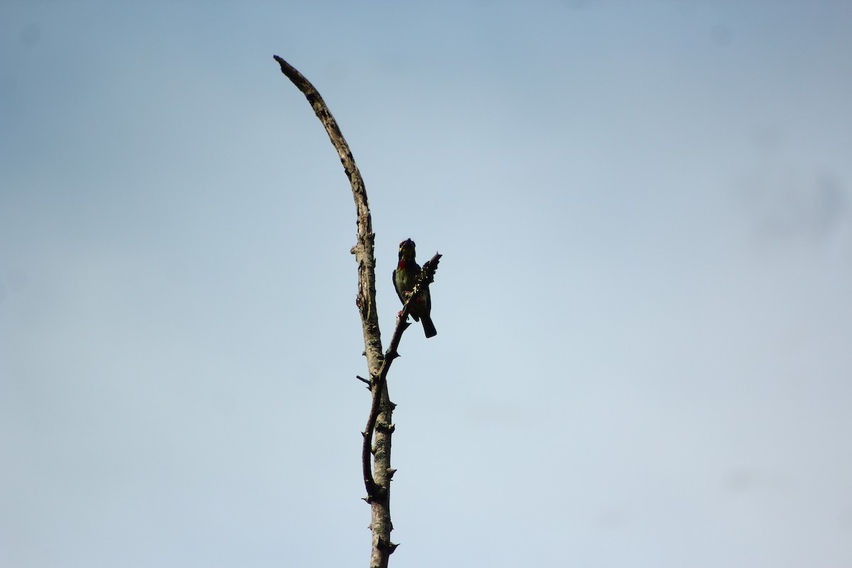 Coppersmith Barbet - varun tipnis