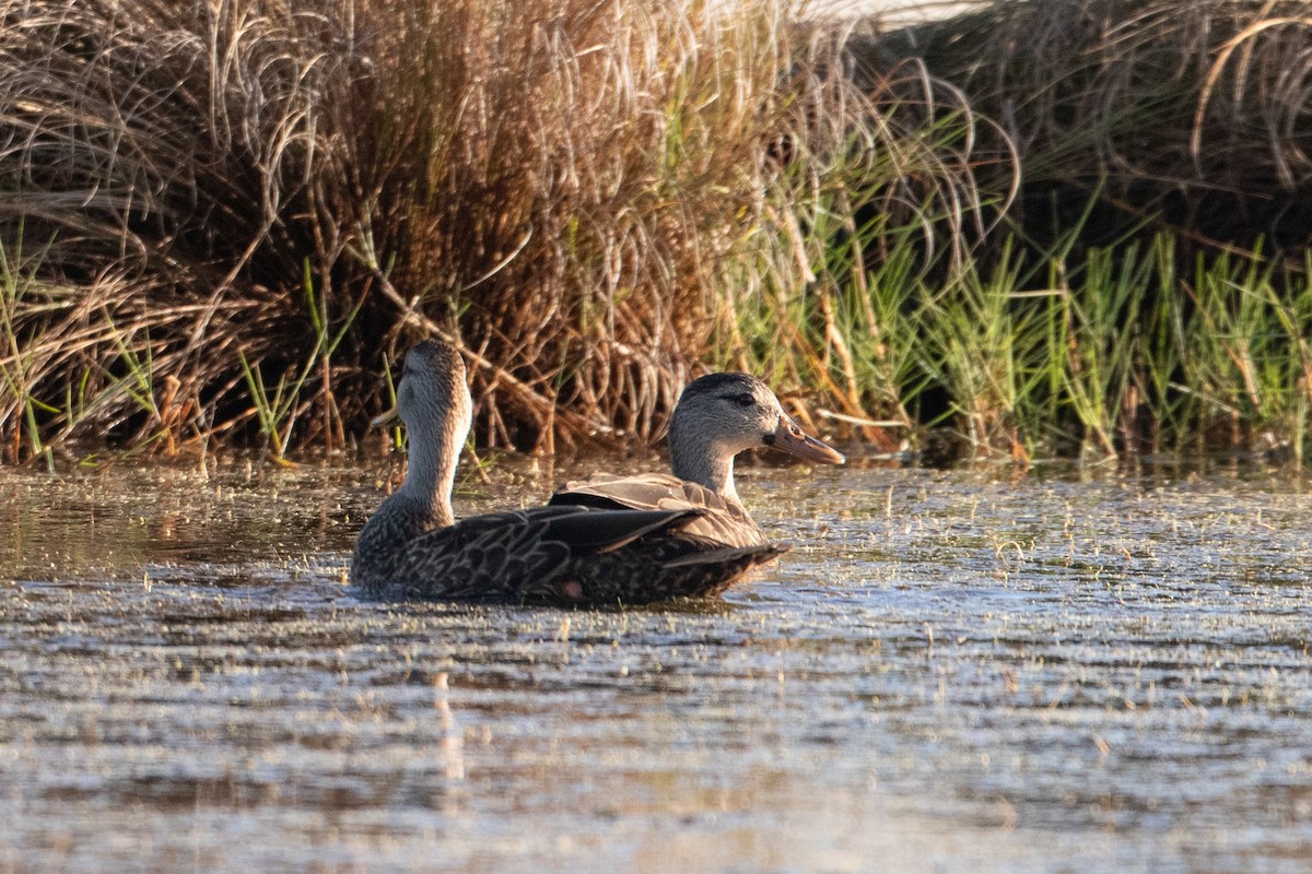 Mottled Duck - Andre Moncrieff