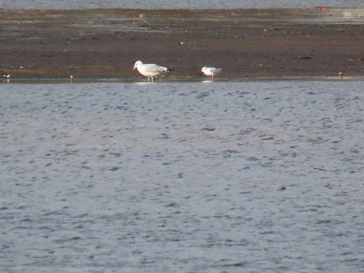 Bonaparte's Gull - ML610867586