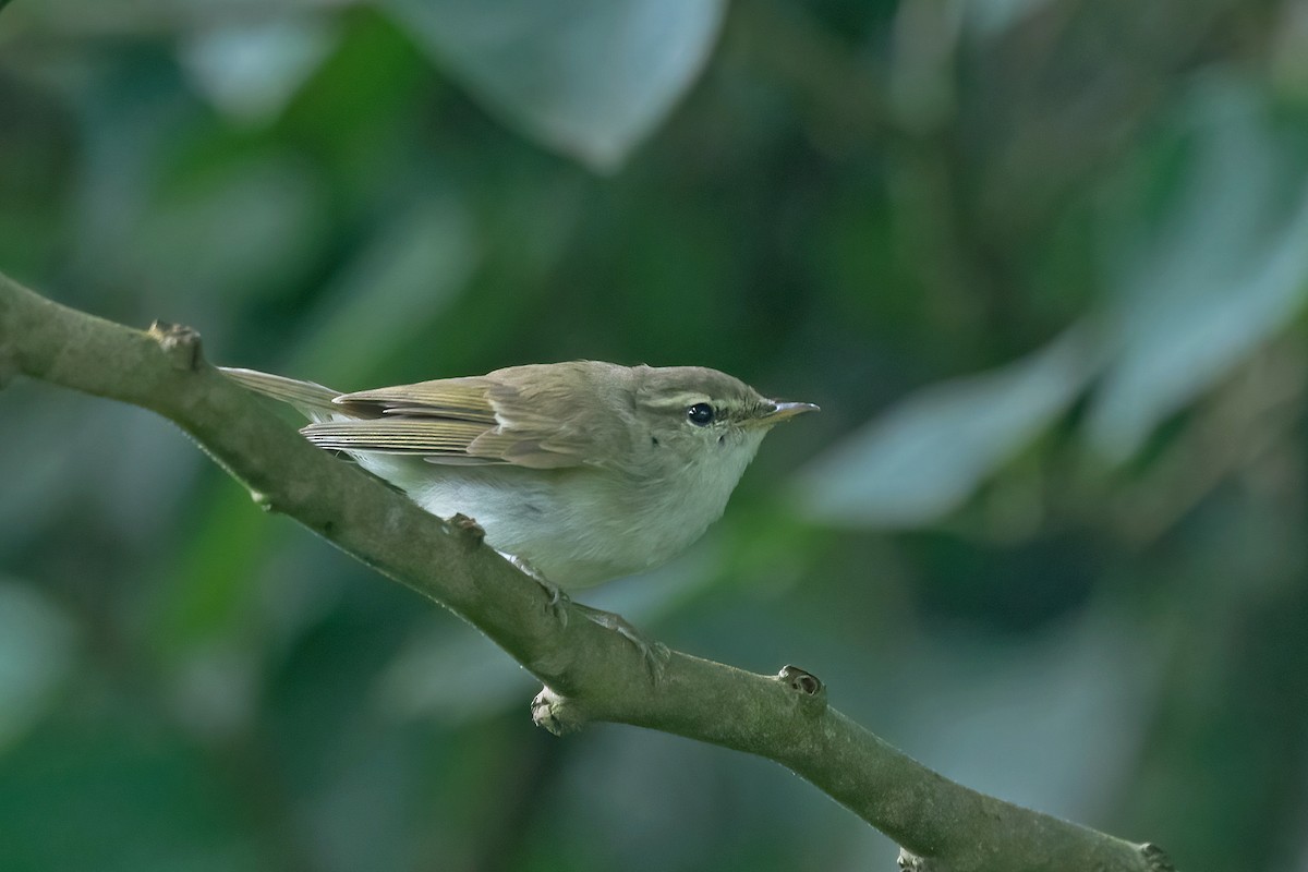 Mosquitero Verdoso - ML610867603