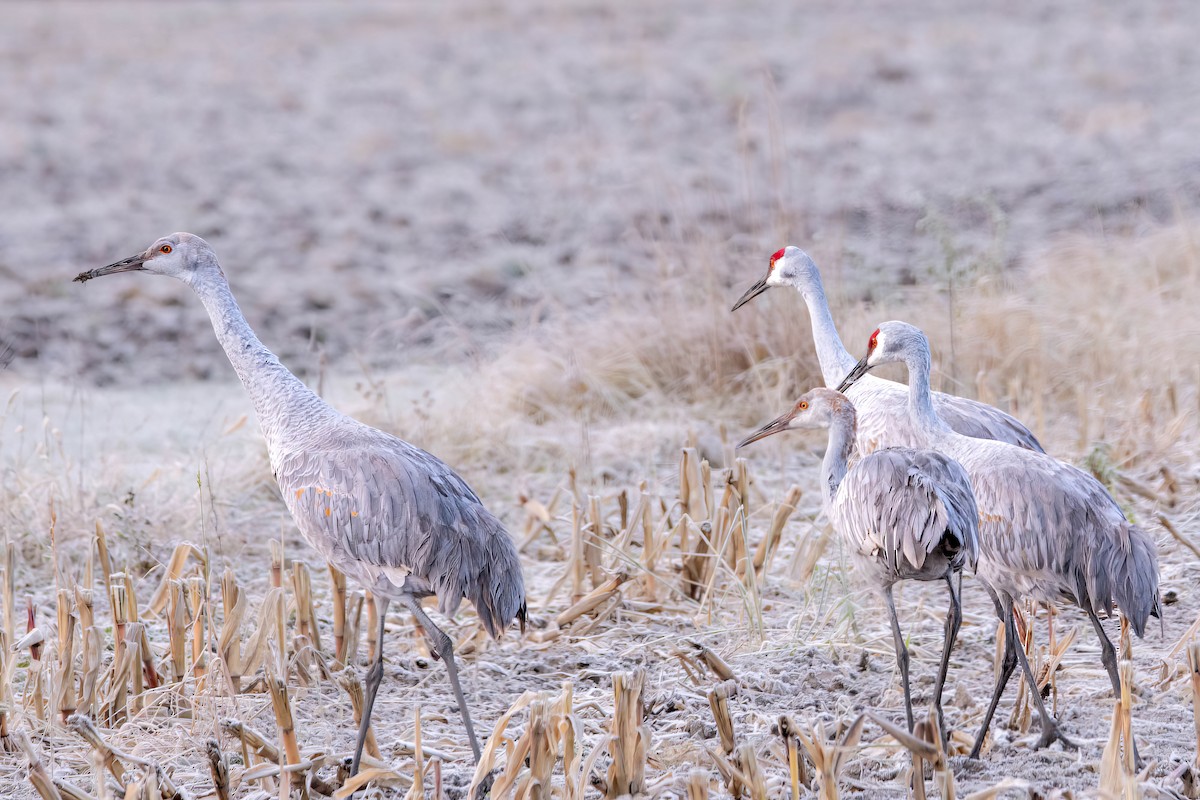 Sandhill Crane - ML610867657