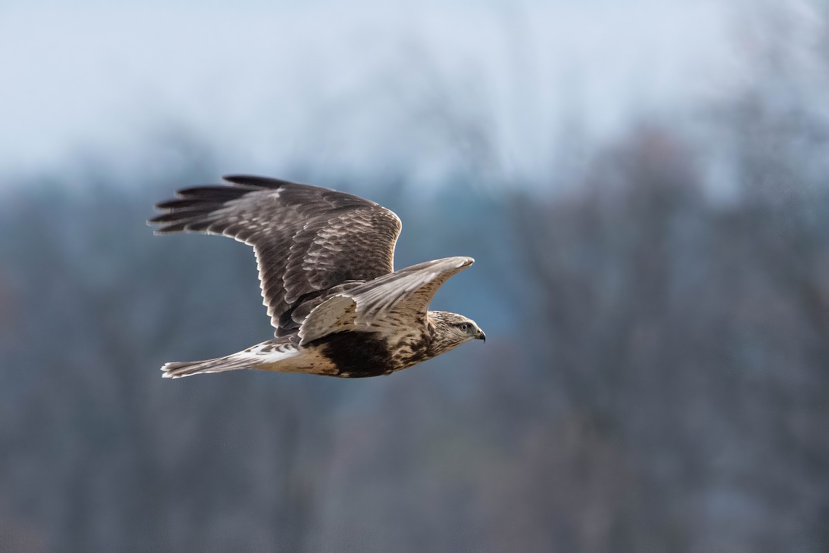 Raufußbussard - ML610867683