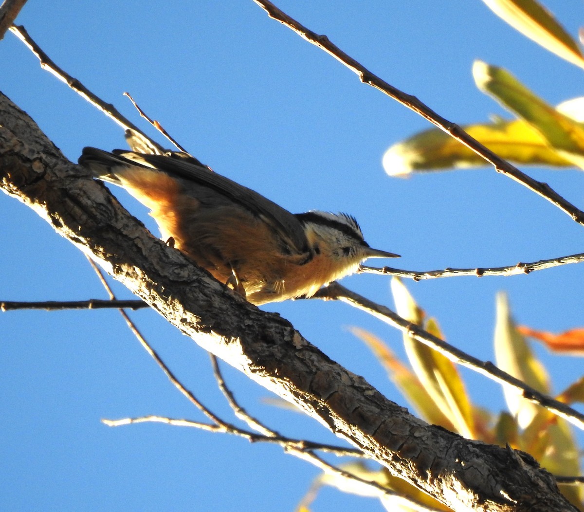 Red-breasted Nuthatch - ML610867771