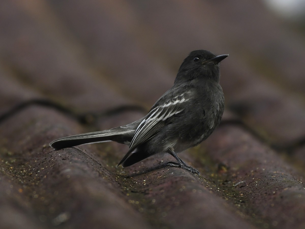 Black Phoebe - ML610867784