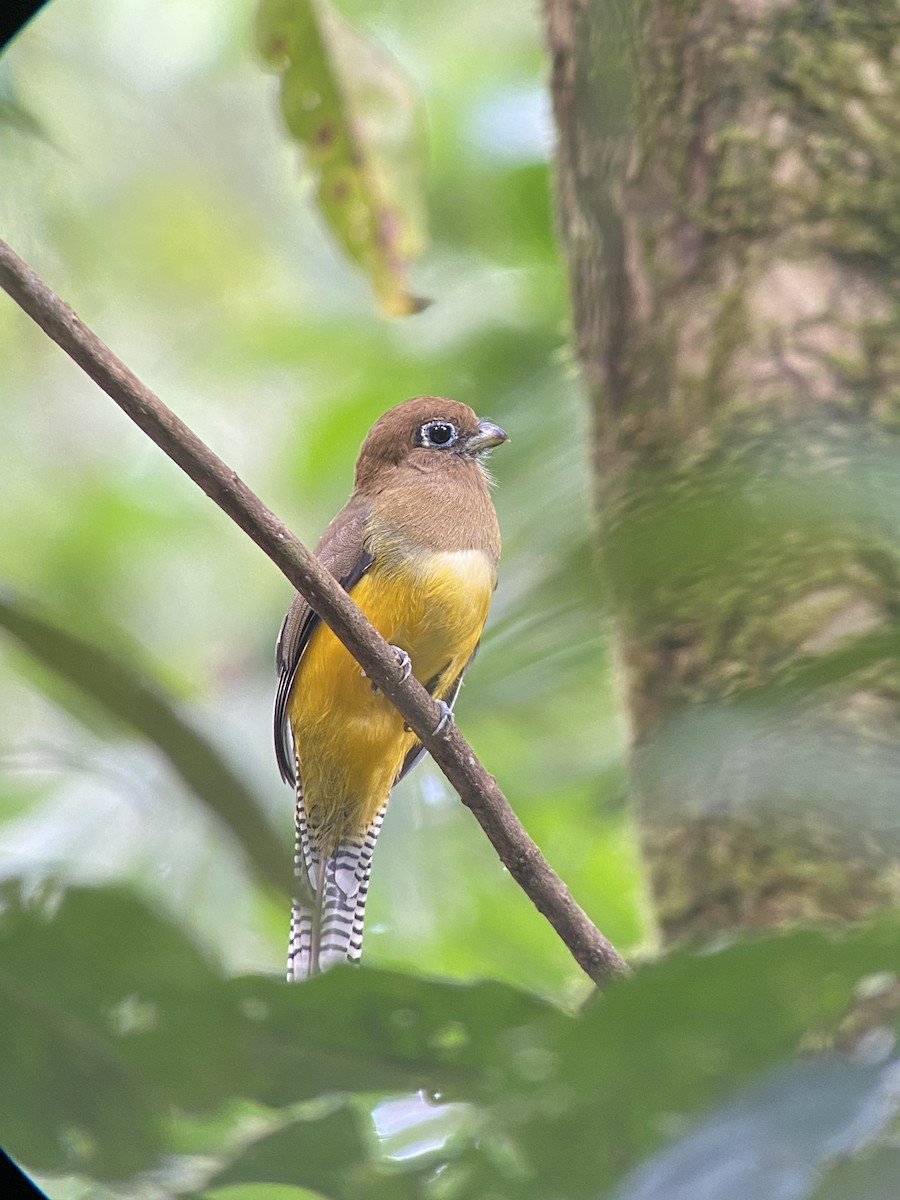 Northern Black-throated Trogon - ML610867842