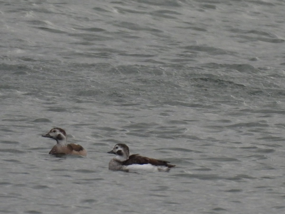 Long-tailed Duck - ML610867864