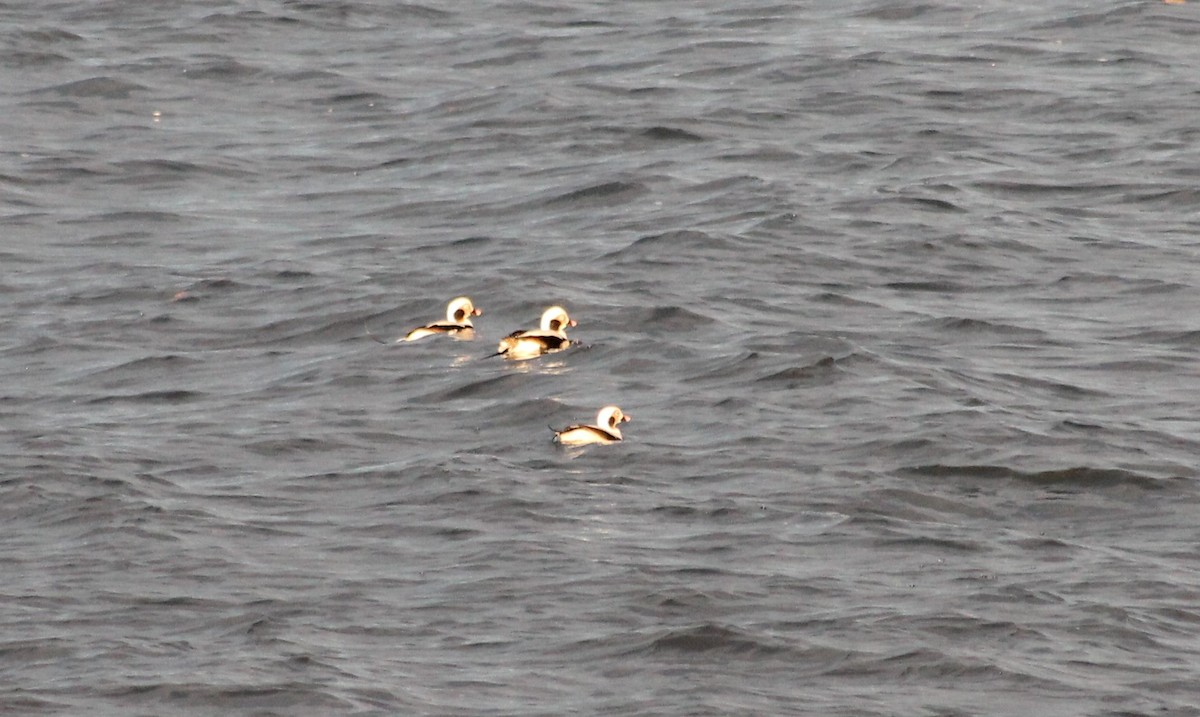 Long-tailed Duck - ML610867870