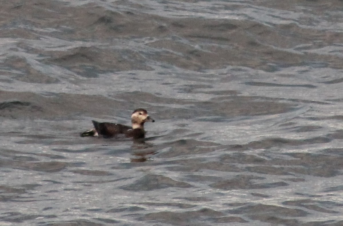 Long-tailed Duck - ML610867871