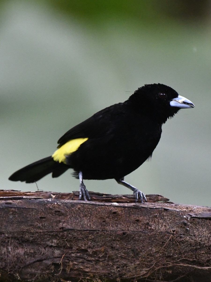 Flame-rumped Tanager - ML610868062