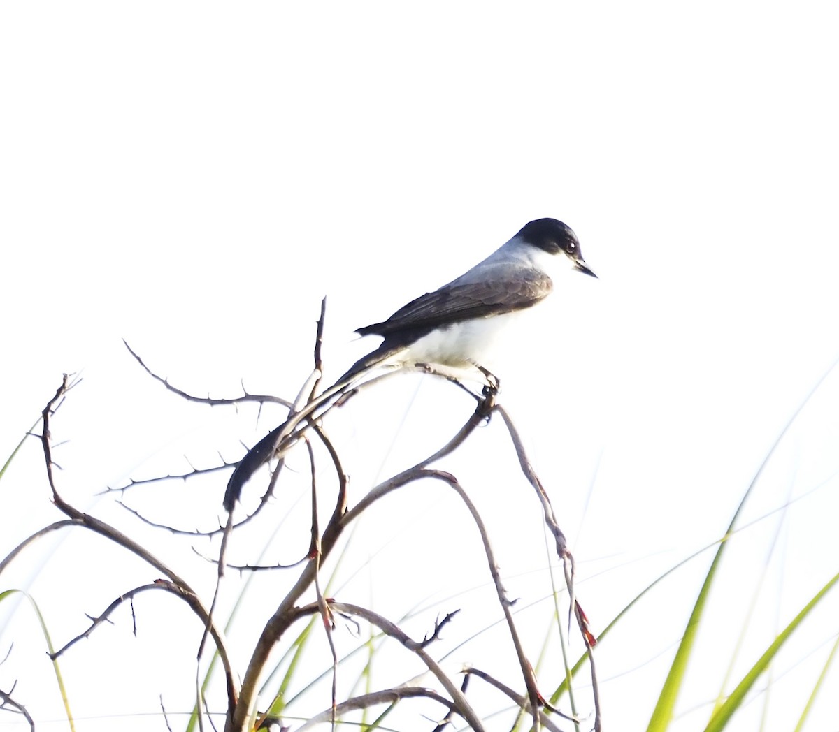 Fork-tailed Flycatcher - ML610868065