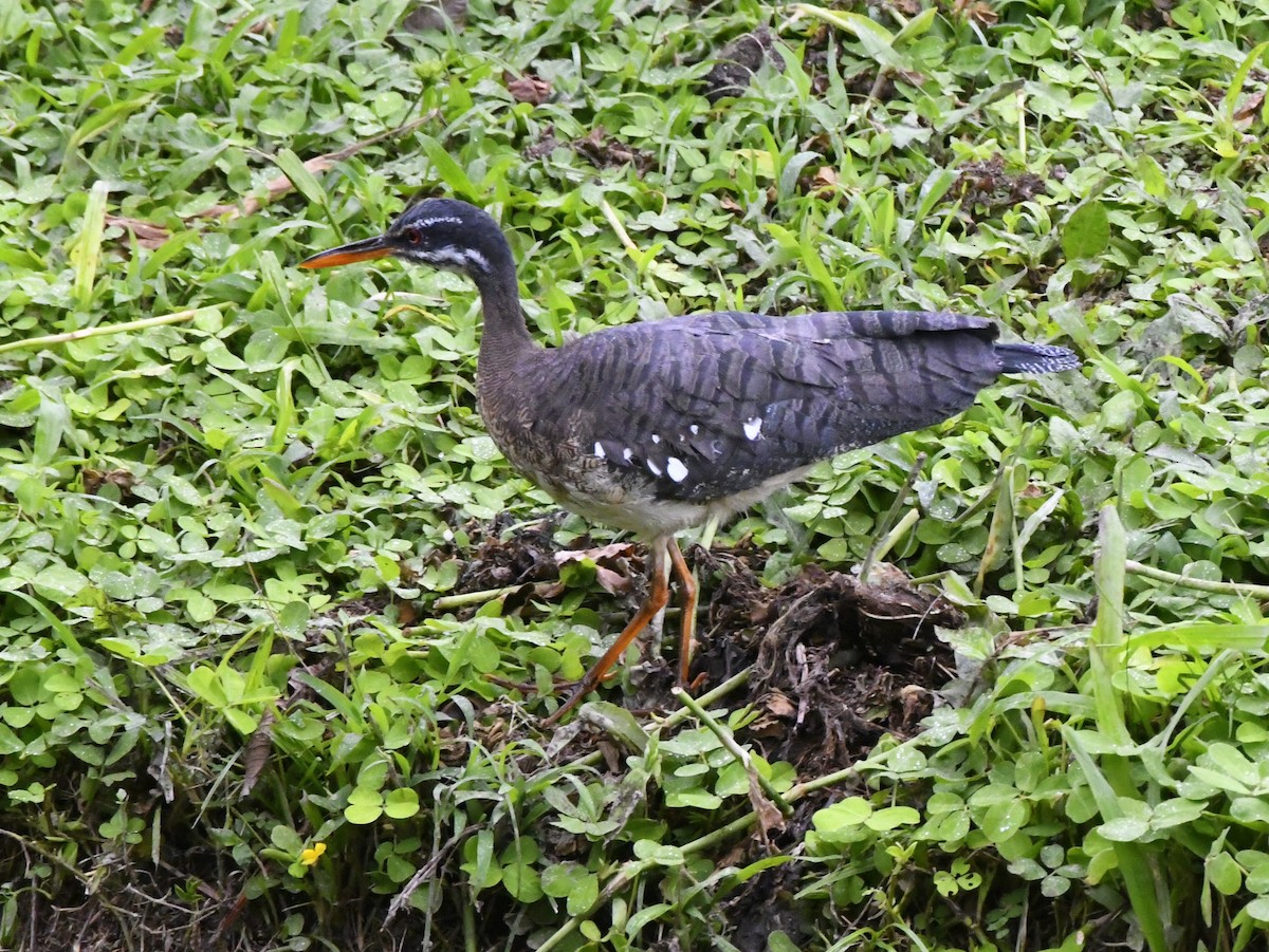 Sunbittern - ML610868112