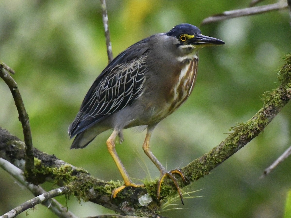 Striated Heron (South American) - ML610868121