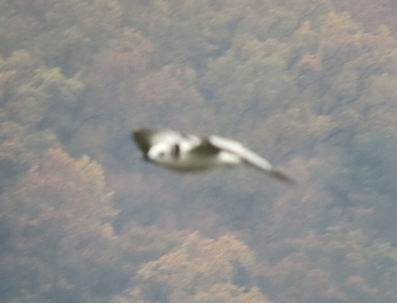 Black-legged Kittiwake - ML610868131