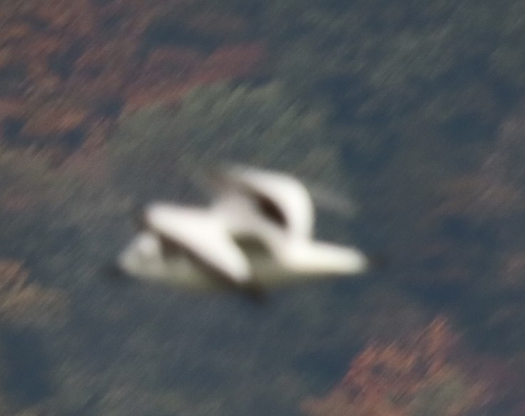 Black-legged Kittiwake - ML610868132