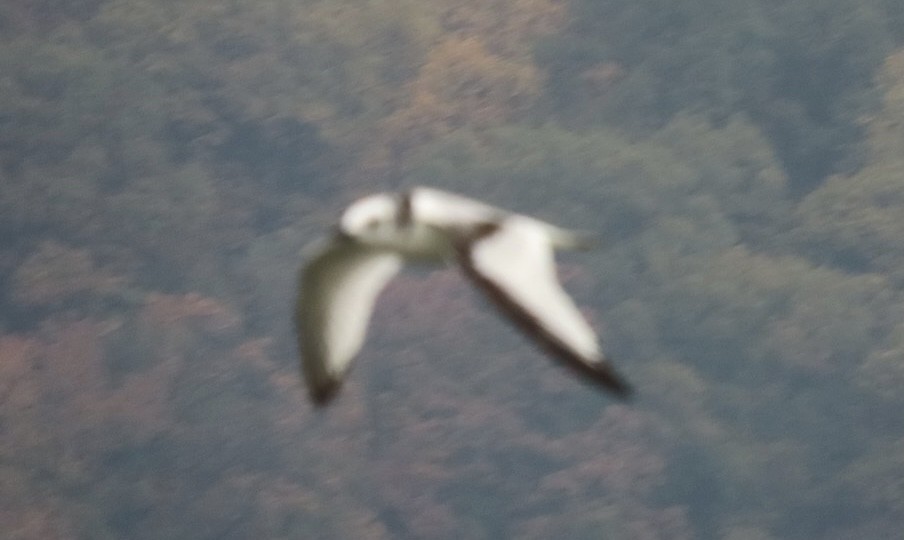 Black-legged Kittiwake - ML610868133