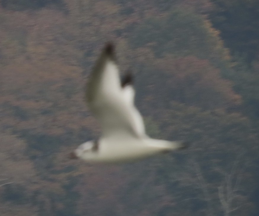 Black-legged Kittiwake - ML610868134