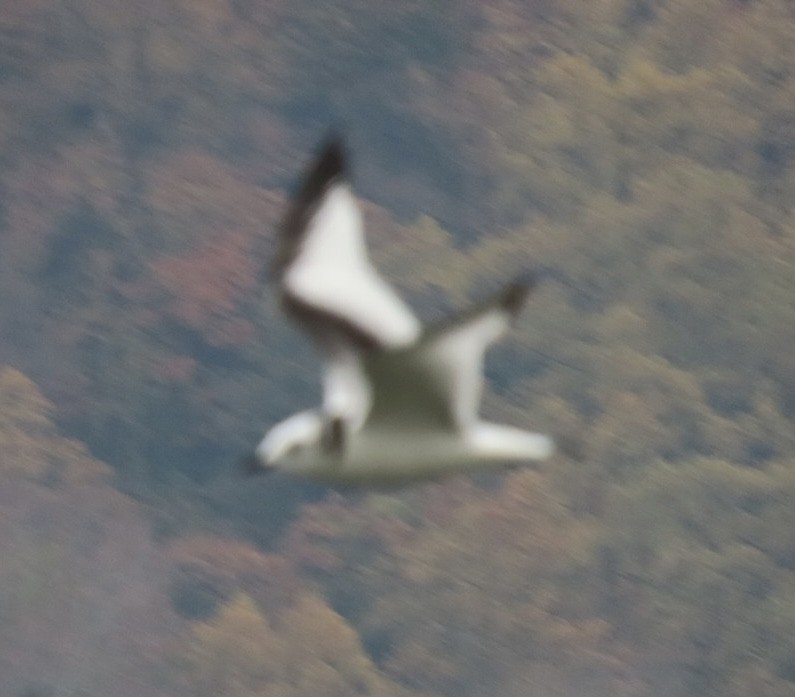 Black-legged Kittiwake - ML610868135