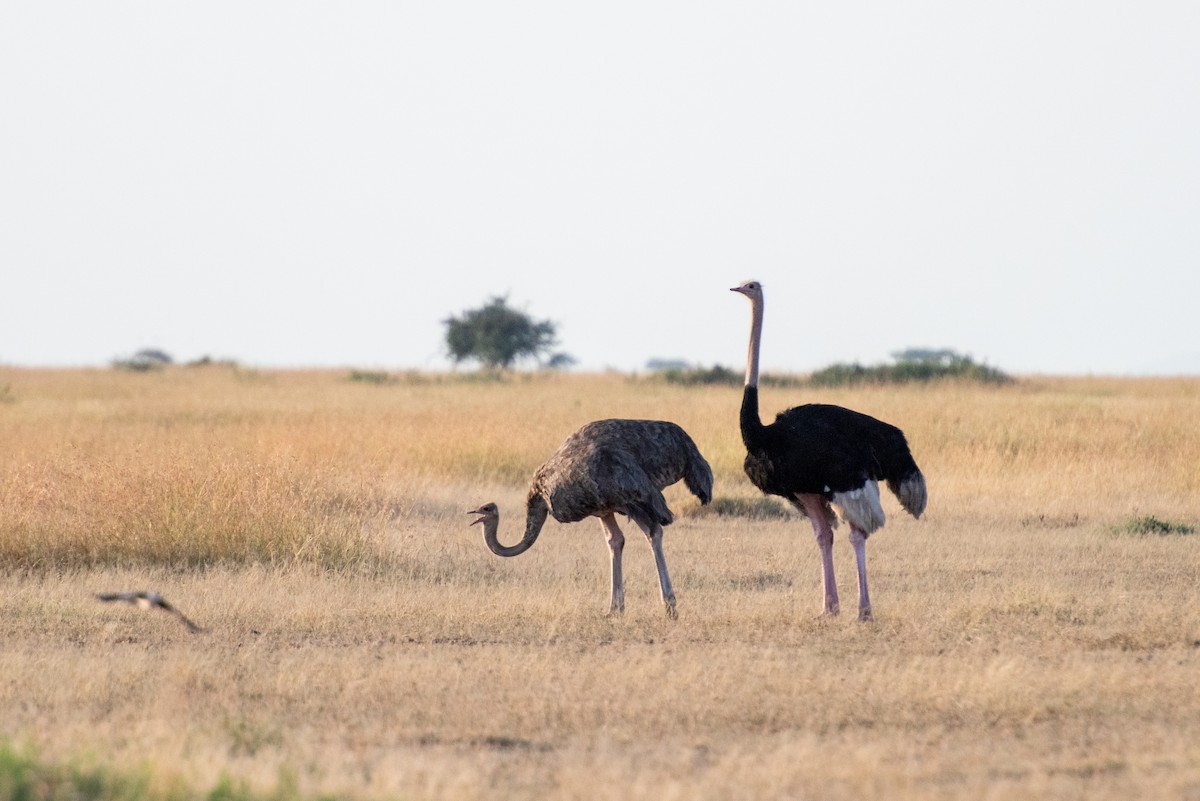 Common Ostrich - ML610868180