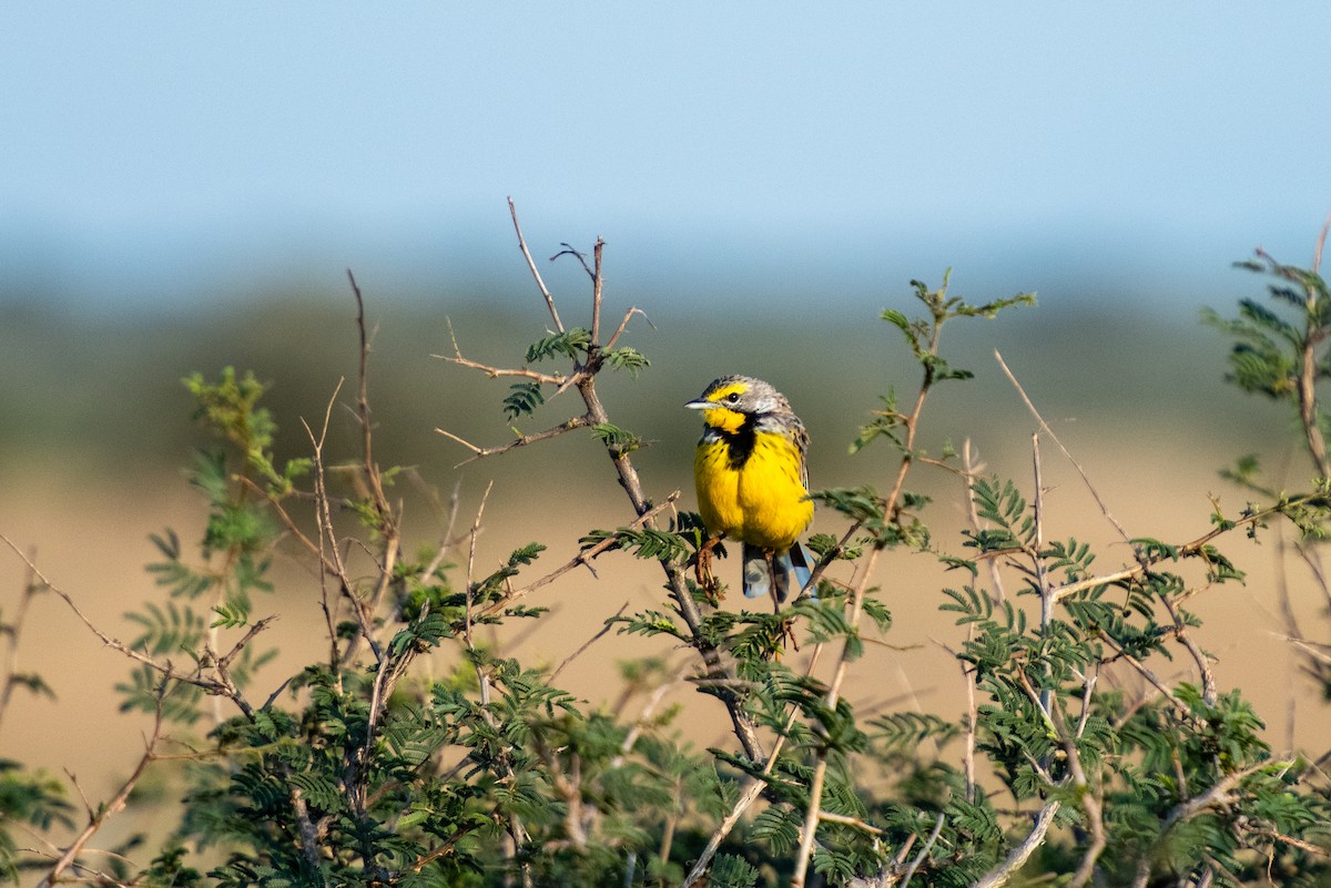 Yellow-throated Longclaw - Brent Reed