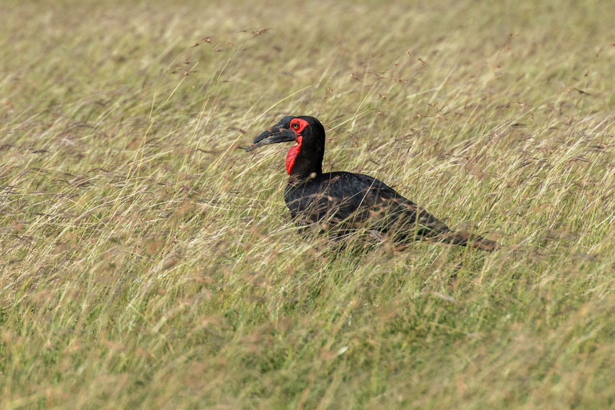 rødmaskehornravn - ML610868187