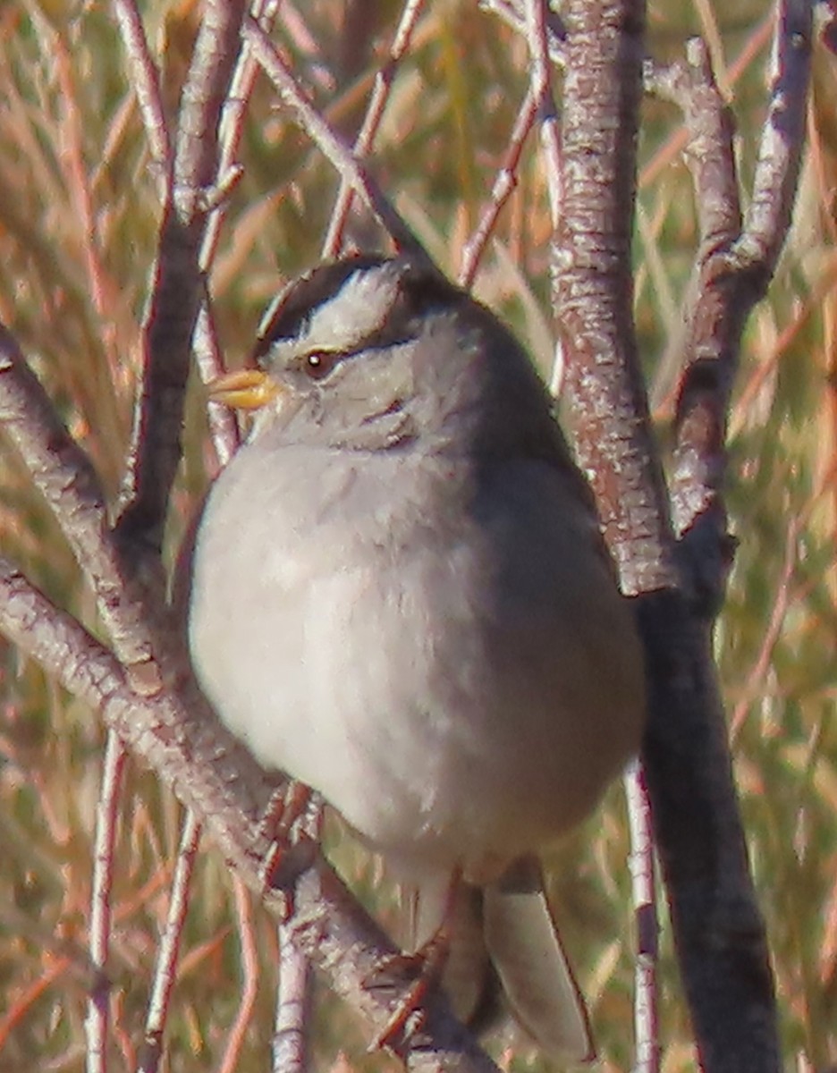 White-crowned Sparrow - ML610868256