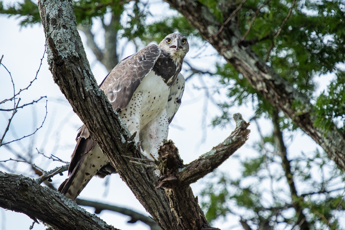 Martial Eagle - ML610868267