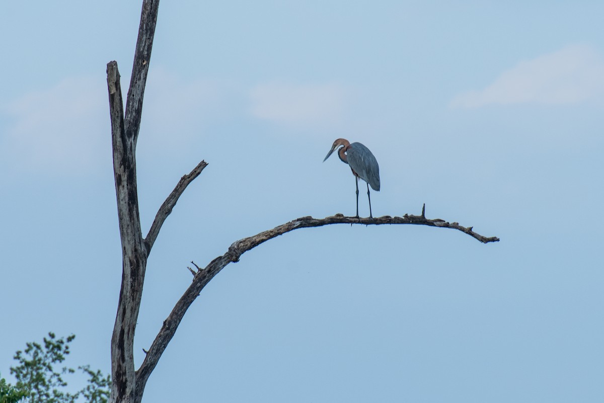 Goliath Heron - ML610868276