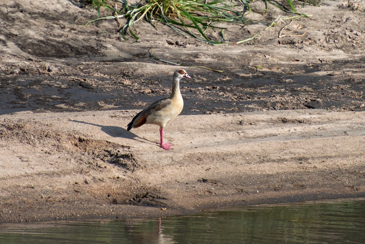 Egyptian Goose - Brent Reed