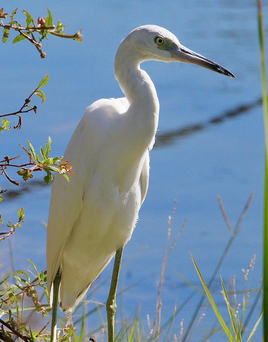 Little Blue Heron - ML610868381