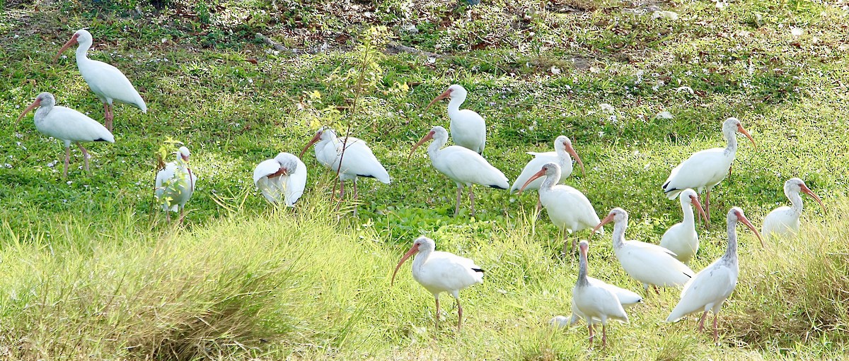 White Ibis - ML610868386