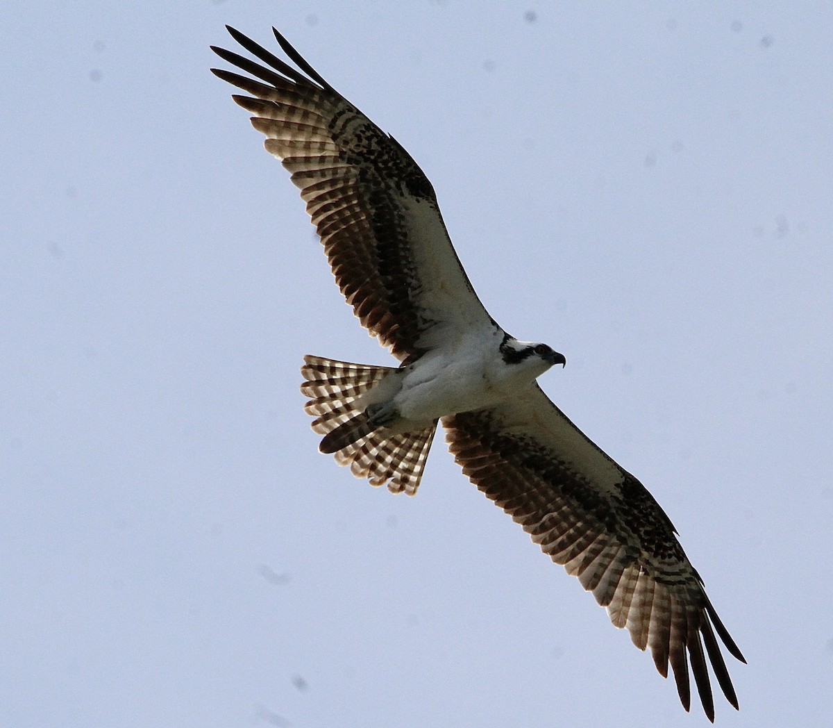 Osprey - ML610868390