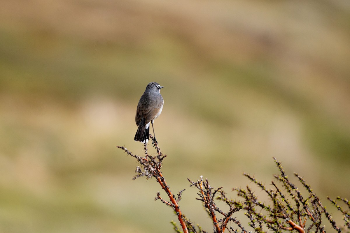 Chinese Rubythroat - ML610868429