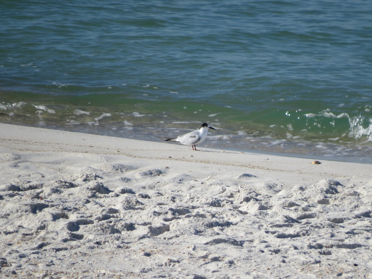 Common Tern - Brian Cammarano