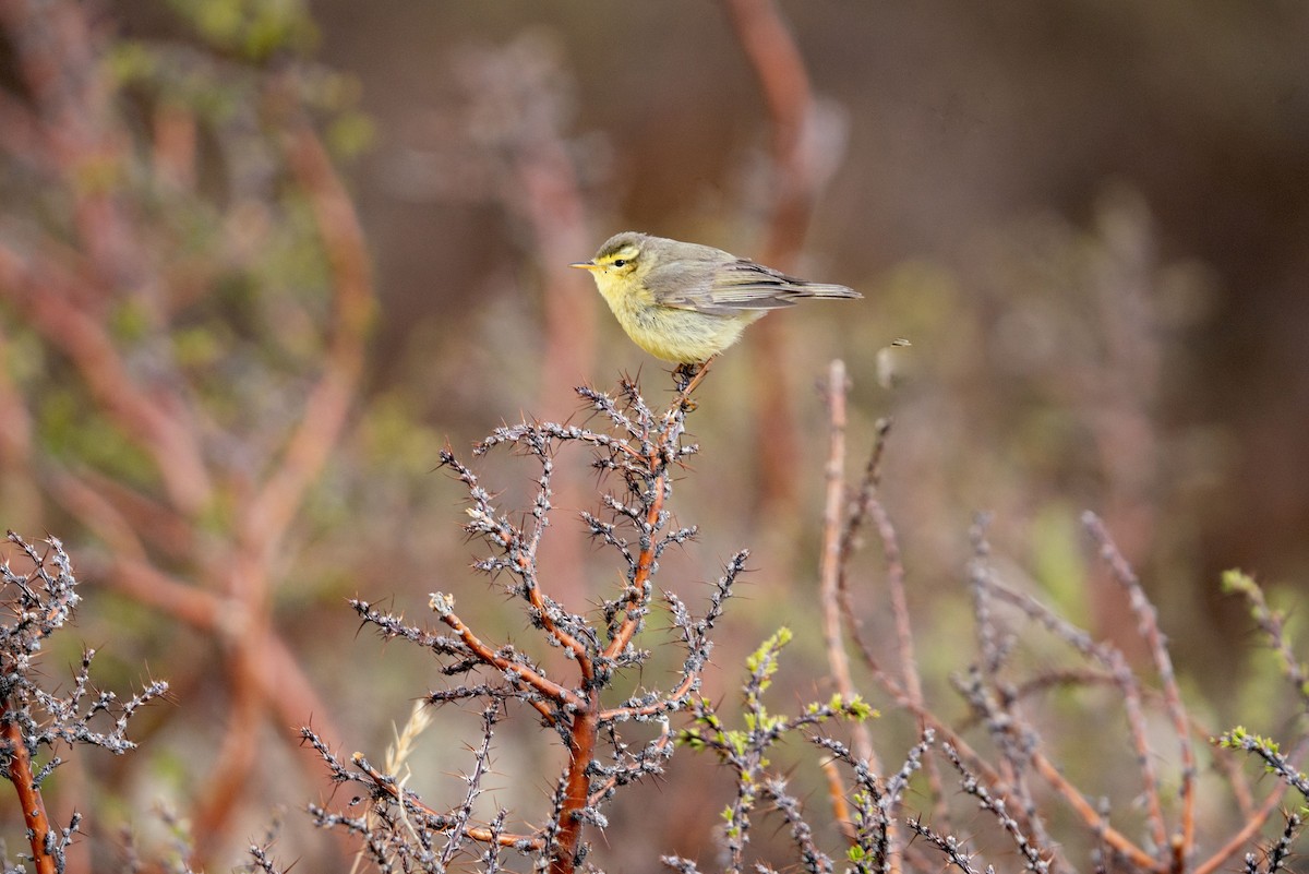 Mosquitero de Tickell/de Quinghai - ML610868514