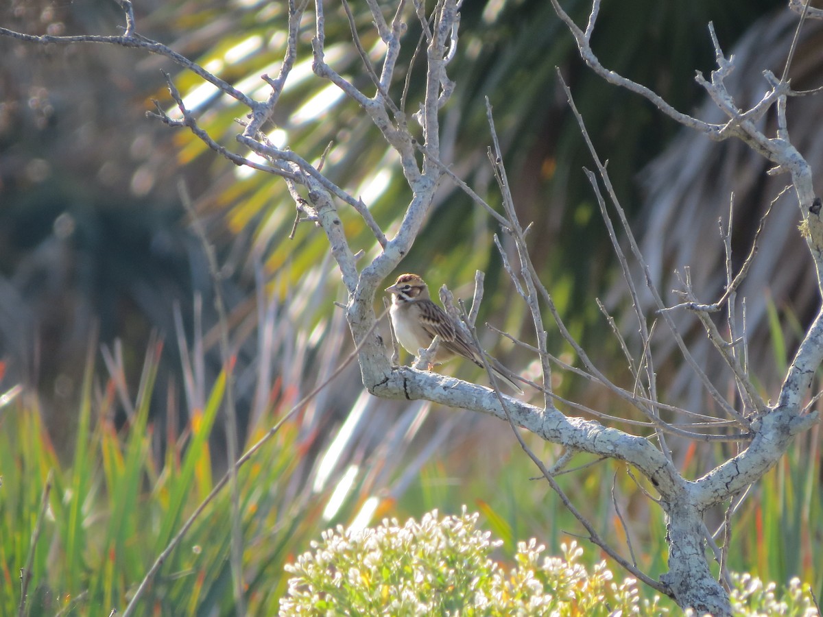 Lark Sparrow - ML610868519