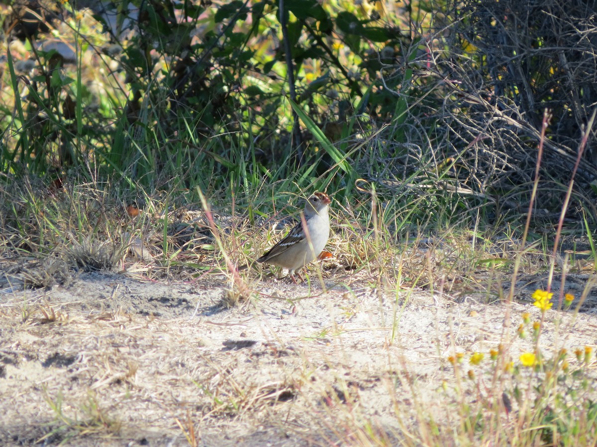 White-crowned Sparrow - ML610868523