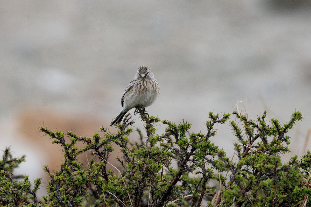 Pardillo Piquigualdo - ML610868534