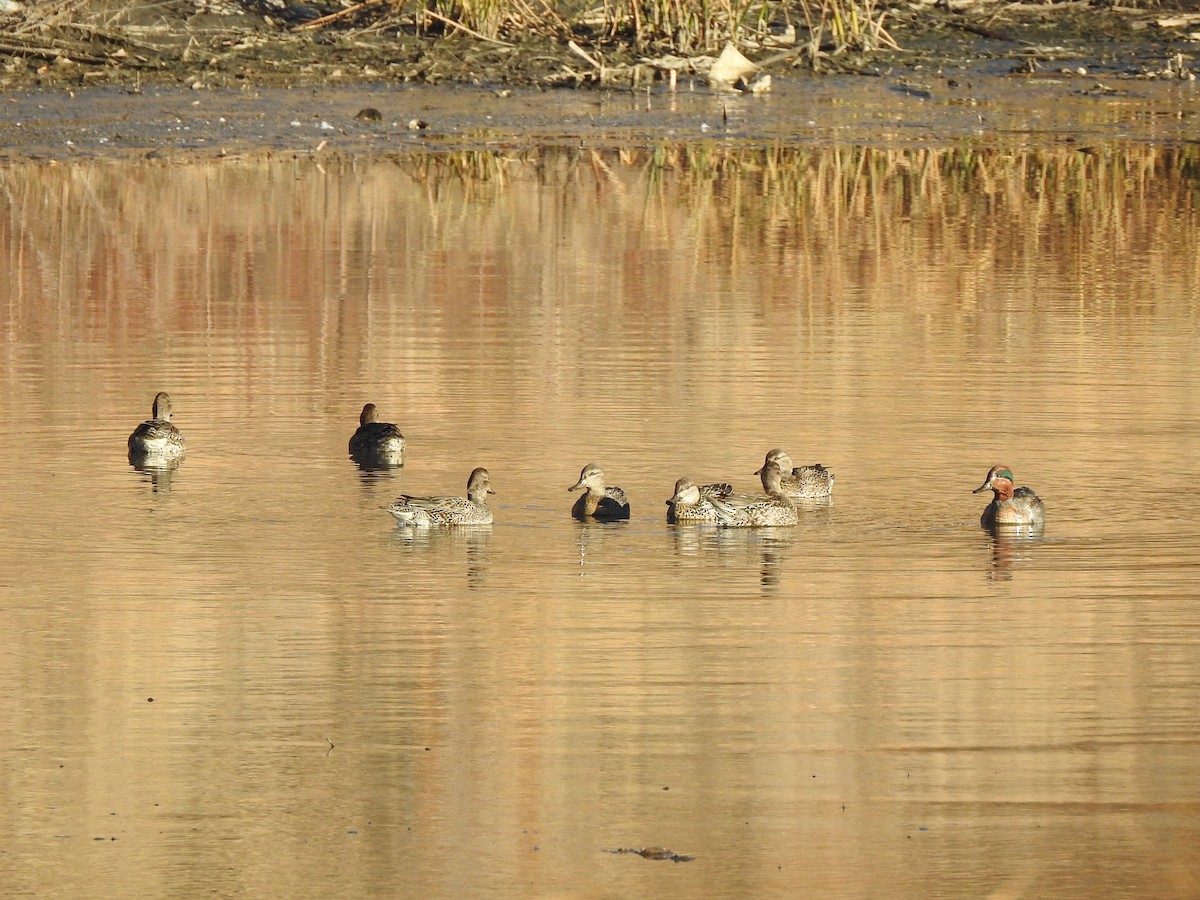 Green-winged Teal - ML610868594