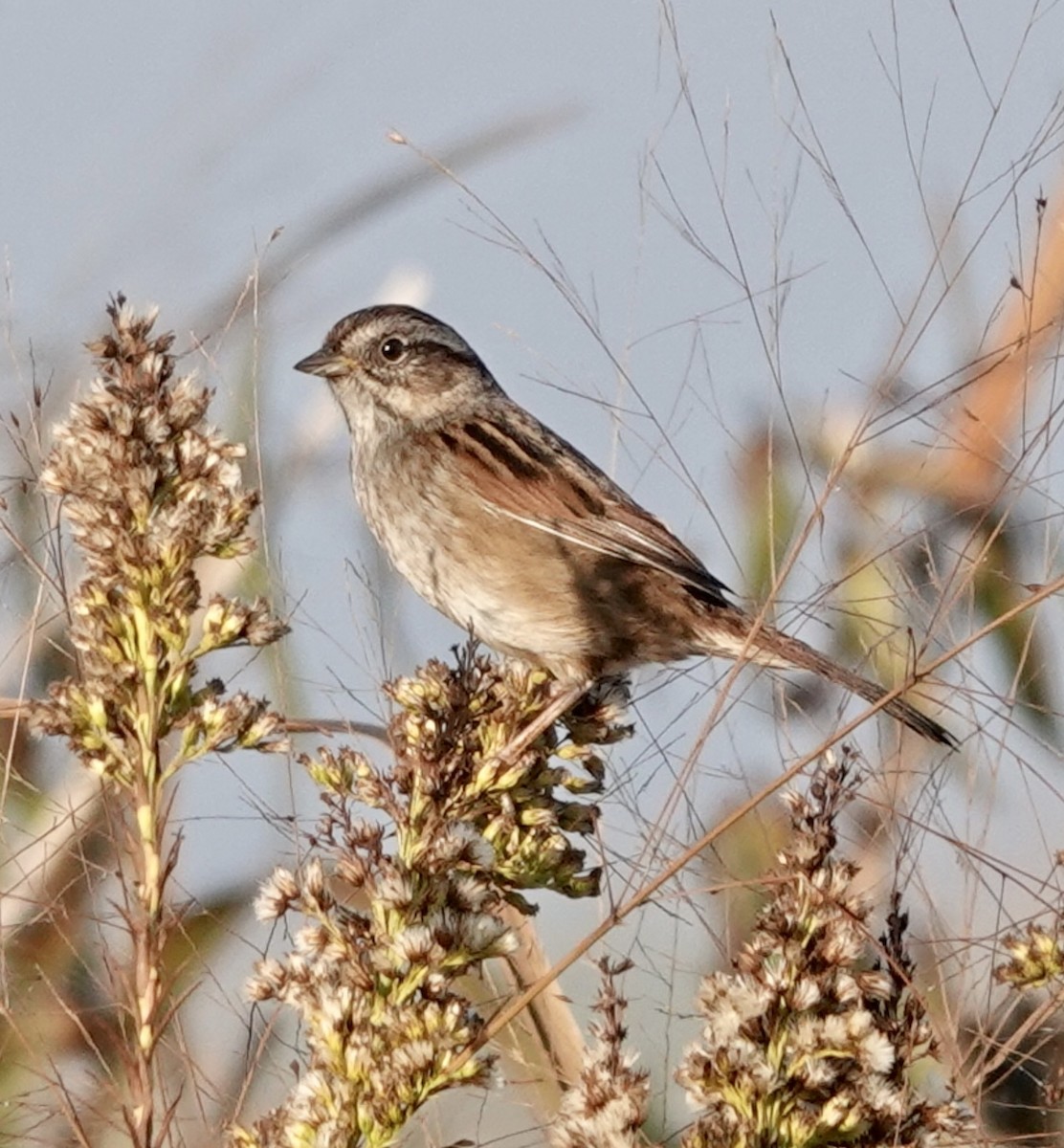 Swamp Sparrow - ML610868595